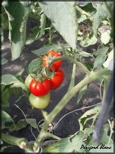 Photo_430