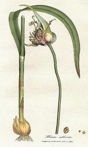180px_Allium_sativum_Woodwill_1793