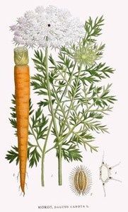 250px_Daucus_Carota