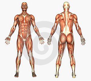 anatomie-humaine-muscles-m-acircles-thumb67469.jpg