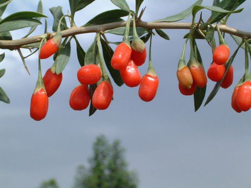 Goji--super-fruit--baies-de-Goji--l-Himalaya-goji-berries.jpg