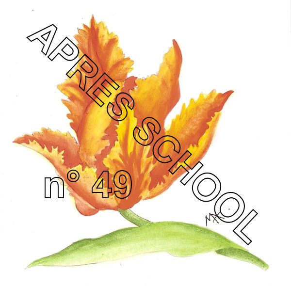 49 Tulipe perroquet
