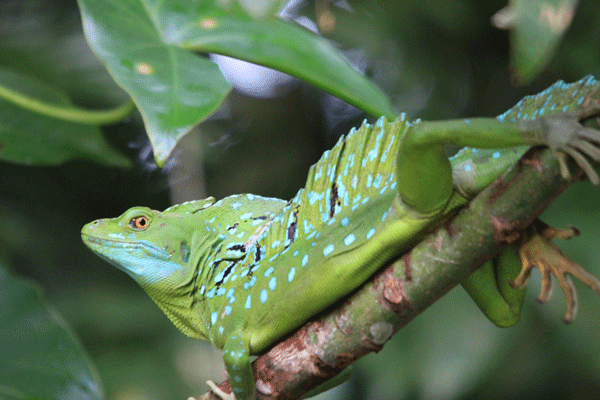 Costa-Rica---faune 4719