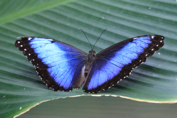 Costa-Rica---faune 4969