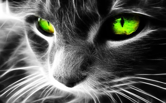 chat-yeux-verts.jpg