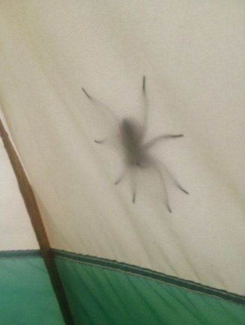 camping-spider-araignees-mygale-fail-fun-buzz.jpg