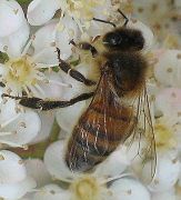 autres-abeilles-les-lecques-france-7541925312-943051.jpg