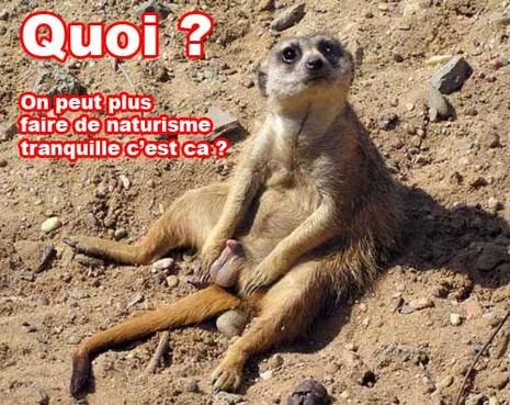 Les animaux - Page 38 3-objets-fans-zizi-L-2