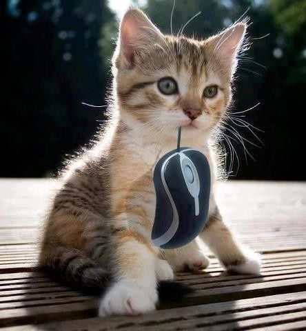 chat-souris.jpg