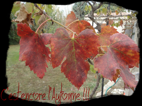 C Est Encore L Automne Ma Vigne Citations Tout Ce Qui Ne Nous Tue Pas Nous Rend Plus Fort