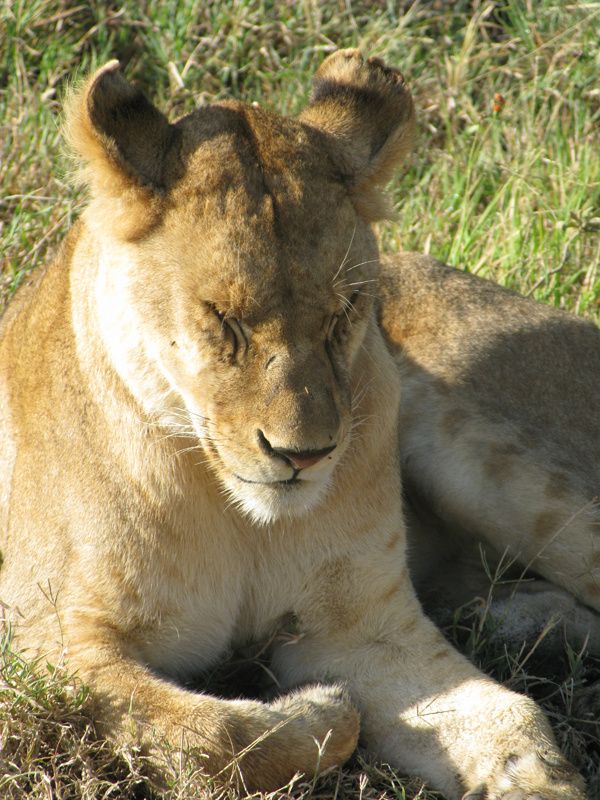 TANZANIE 043 9