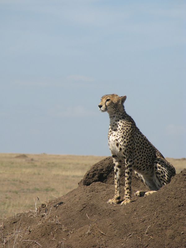 TANZANIE 066 7