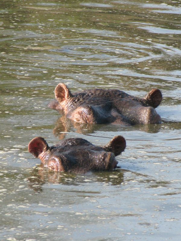 TANZANIE 099 7