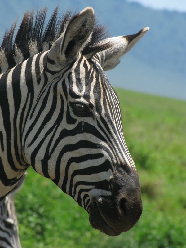 TANZANIE 026 13