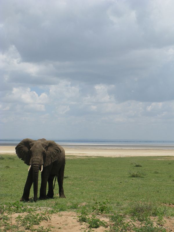 TANZANIE 065 12