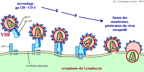 Comme exterminer les parasites dans le foie