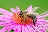 miel_abeille