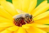 miel_abeille