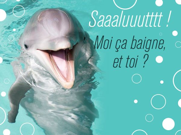 Carte virtuelle dauphin Carte virtuelle dauphin