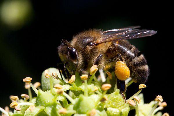 abeille butinant fleur de lierre