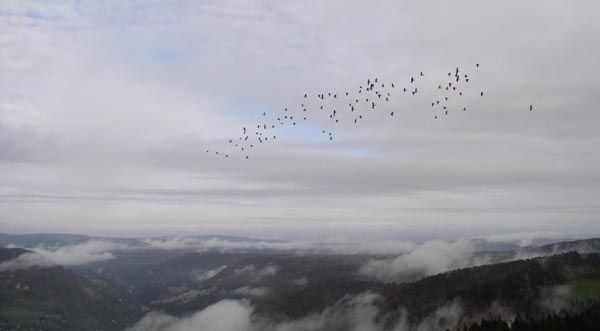 Petit vol de Pigeons ramiers aux Sommêtres ramiers aux sommetres