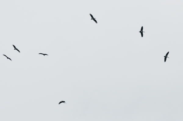 Cigogne noire 10-08-11 07