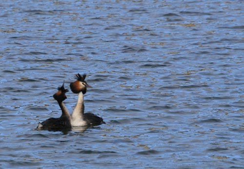 grebes huppes bis 500px