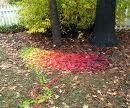 melange de feuilles