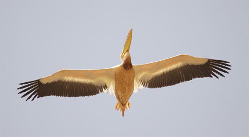 pelican-blanc-ad