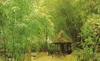 bambous en chine