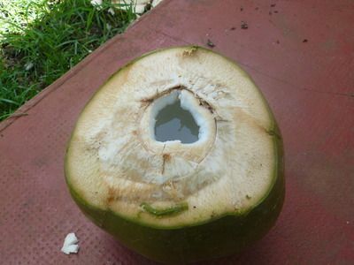 coco-de-la-maison.jpg