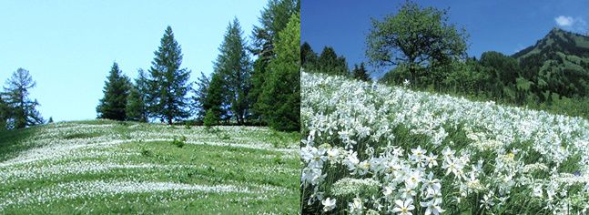 Narcisse-montagne