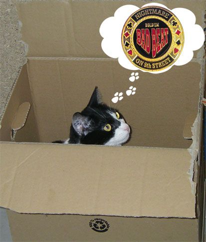 bad-beat-de-Schrodinger