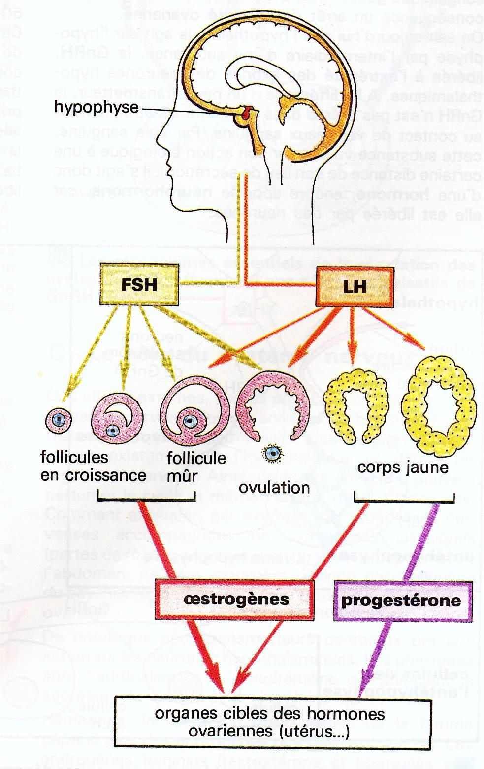 les hormones ovariennes les hormones ovariennes