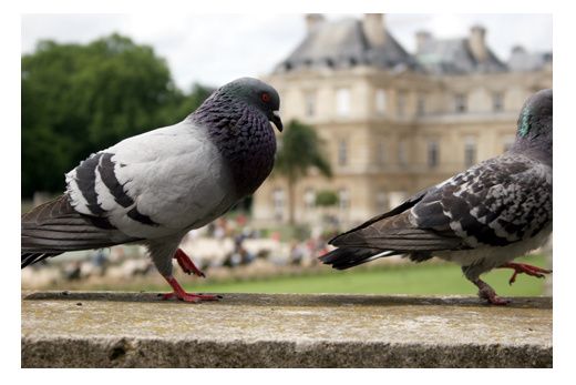 pigeon-paris.jpg