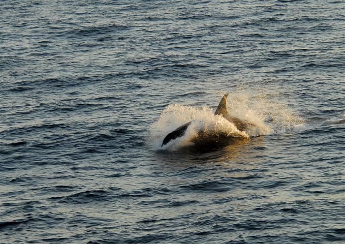 Léquipement pour la pêche de type courant