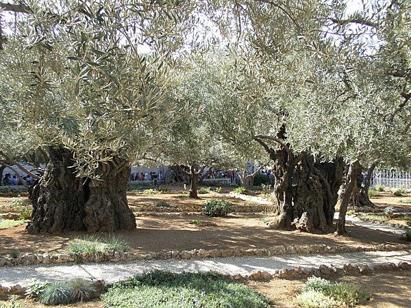 21-Jardin-de-Gethsemani.JPG