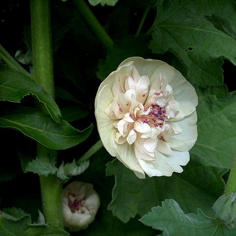 alcea-althaea-.jpg