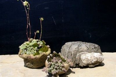 Kusamono-en-mai--7-.JPG