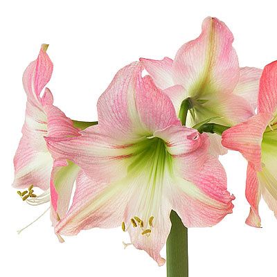 amaryllis.fall.jpg