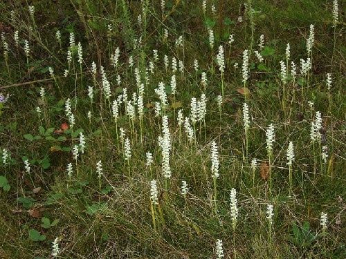 spiranthes-odoranta2.jpg