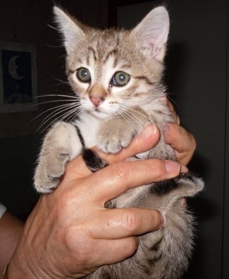 chatons-minette-2013-006.jpeg