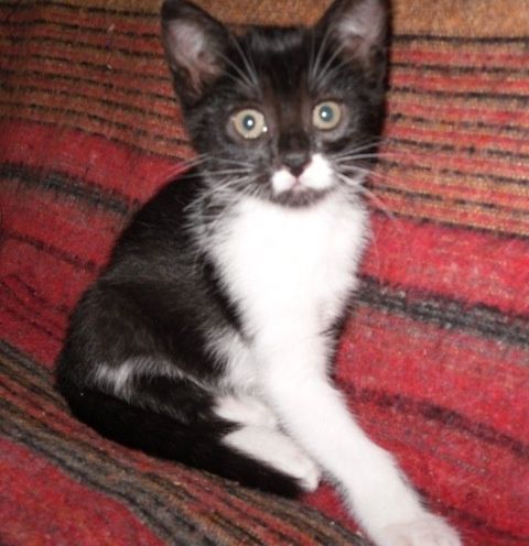 chatons-minette-2013-013.jpeg