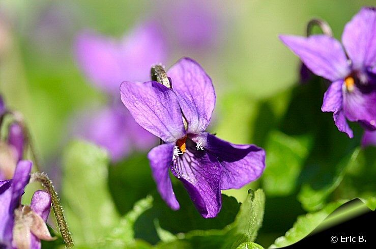 Violette