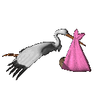 cigogne 029