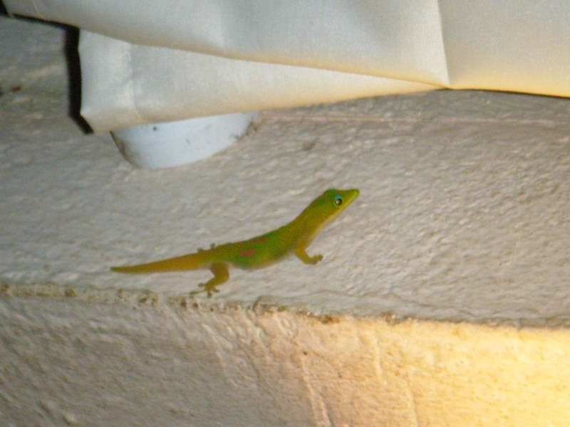 blog rencontre mayotte