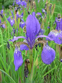 200px-Iris sanguinea 2007-05-13 361