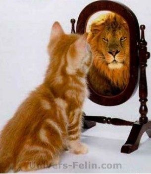 chat-miroir-lion.jpg