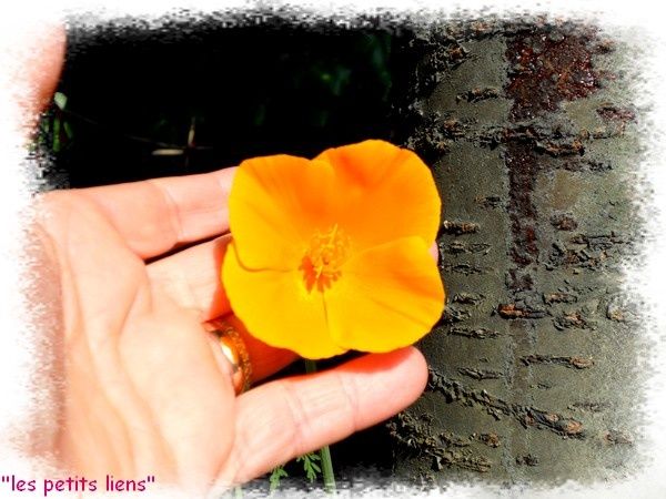 coquelicot-04.11.jpg