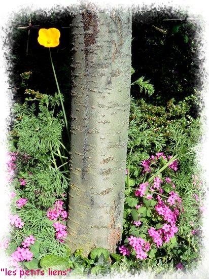 coquelicot-04.2011.jpg